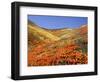 Owl's Clover, California Poppies, Coreopsis, Antelope Valley, California-Stuart Westmorland-Framed Photographic Print