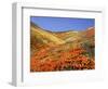 Owl's Clover, California Poppies, Coreopsis, Antelope Valley, California-Stuart Westmorland-Framed Photographic Print