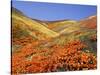 Owl's Clover, California Poppies, Coreopsis, Antelope Valley, California-Stuart Westmorland-Stretched Canvas