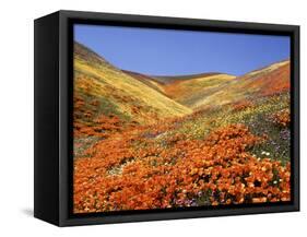 Owl's Clover, California Poppies, Coreopsis, Antelope Valley, California-Stuart Westmorland-Framed Stretched Canvas