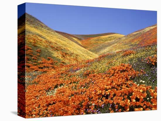 Owl's Clover, California Poppies, Coreopsis, Antelope Valley, California-Stuart Westmorland-Stretched Canvas