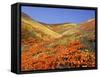 Owl's Clover, California Poppies, Coreopsis, Antelope Valley, California-Stuart Westmorland-Framed Stretched Canvas