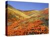 Owl's Clover, California Poppies, Coreopsis, Antelope Valley, California-Stuart Westmorland-Stretched Canvas