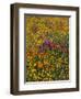 Owl's Clover, Coreopsis, California Poppy Flowers at Antelope Valley, California, USA-Stuart Westmorland-Framed Photographic Print
