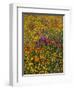 Owl's Clover, Coreopsis, California Poppy Flowers at Antelope Valley, California, USA-Stuart Westmorland-Framed Photographic Print