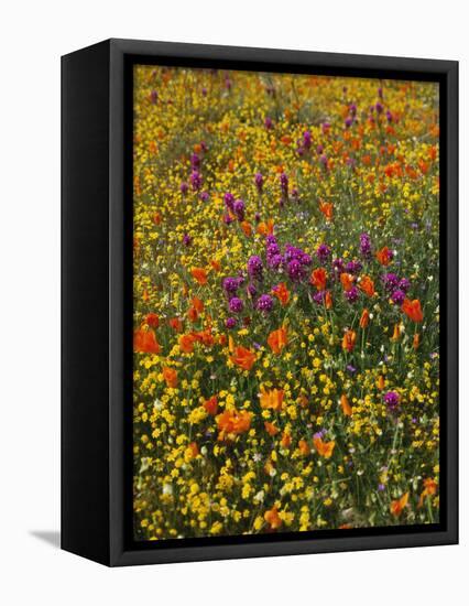 Owl's Clover, Coreopsis, California Poppy Flowers at Antelope Valley, California, USA-Stuart Westmorland-Framed Stretched Canvas