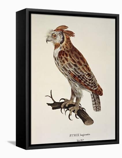 Owl Strix Longirostris,-null-Framed Stretched Canvas