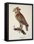 Owl Strix Longirostris,-null-Framed Stretched Canvas