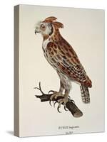 Owl Strix Longirostris,-null-Stretched Canvas