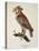 Owl Strix Longirostris,-null-Stretched Canvas