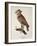 Owl Strix Longirostris,-null-Framed Giclee Print