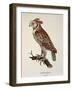 Owl Strix Longirostris,-null-Framed Giclee Print