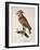 Owl Strix Longirostris,-null-Framed Giclee Print
