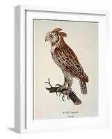 Owl Strix Longirostris,-null-Framed Giclee Print