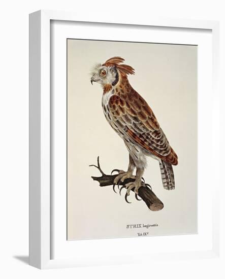 Owl Strix Longirostris,-null-Framed Giclee Print