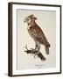 Owl Strix Longirostris,-null-Framed Giclee Print