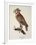 Owl Strix Longirostris,-null-Framed Giclee Print