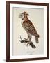 Owl Strix Longirostris,-null-Framed Giclee Print