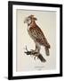 Owl Strix Longirostris,-null-Framed Giclee Print