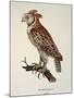 Owl Strix Longirostris,-null-Mounted Giclee Print