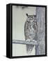 Owl Two-Rusty Frentner-Framed Stretched Canvas