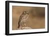 Owl Vs Bee-Assaf Gavra-Framed Giclee Print