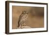 Owl Vs Bee-Assaf Gavra-Framed Giclee Print