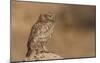 Owl Vs Bee-Assaf Gavra-Mounted Giclee Print
