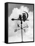 Owl Weathervane-null-Framed Stretched Canvas