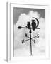 Owl Weathervane-null-Framed Photographic Print