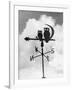 Owl Weathervane-null-Framed Photographic Print