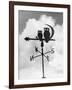 Owl Weathervane-null-Framed Photographic Print