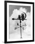 Owl Weathervane-null-Framed Photographic Print