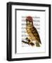 Owl with Steampunk Style Bowler Hat-Fab Funky-Framed Art Print