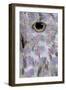 Owl3 (digital)-Scott J. Davis-Framed Giclee Print