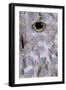 Owl3 (digital)-Scott J. Davis-Framed Giclee Print