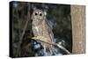 Owl-null-Stretched Canvas