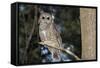 Owl-null-Framed Stretched Canvas