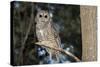 Owl-null-Stretched Canvas