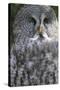 Owl-null-Stretched Canvas