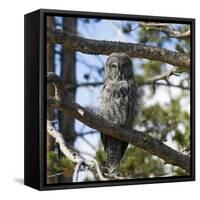 Owl-null-Framed Stretched Canvas