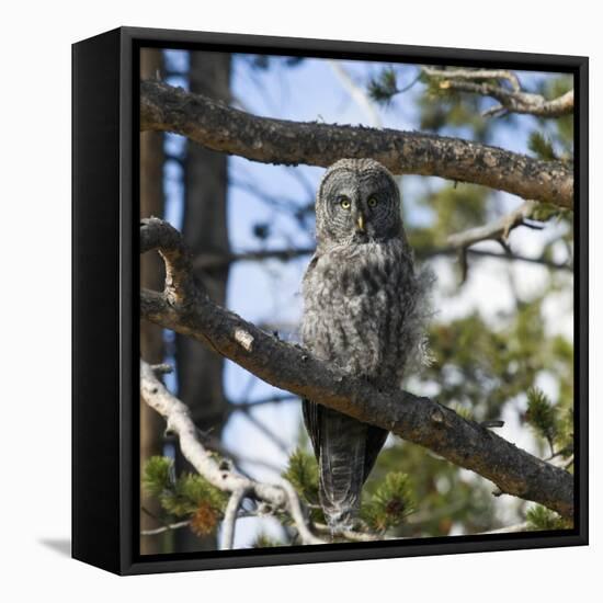 Owl-null-Framed Stretched Canvas