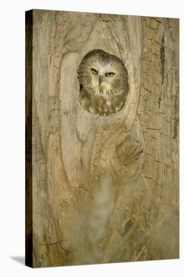 Owl-null-Stretched Canvas