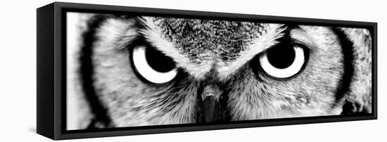 Owl-PhotoINC-Framed Stretched Canvas