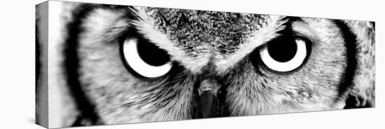 Owl-PhotoINC-Stretched Canvas