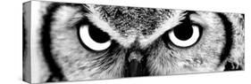 Owl-PhotoINC-Stretched Canvas