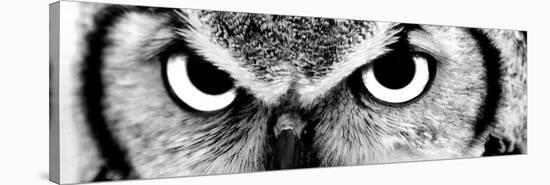 Owl-PhotoINC-Stretched Canvas