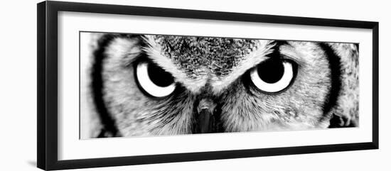 Owl-PhotoINC-Framed Premium Photographic Print