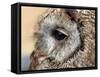 Owl-victorburnside-Framed Stretched Canvas