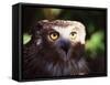 Owl-WizData-Framed Stretched Canvas